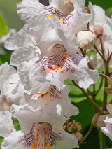 Bild von Trompetenbaum im Onlineshop von Bohlken Pflanzenversand GbR