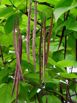 Bild von Trompetenbaum im Onlineshop von Bohlken Pflanzenversand GbR