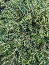 Artikelbild für Kissen-Hemlocktanne 'Nana' im Online-Shop der Bohlken Baumschulen