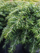 Artikelbild für Kissen-Hemlocktanne 'Nana' im Online-Shop der Bohlken Baumschulen