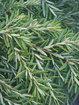 Artikelbild für Kissen-Hemlocktanne 'Nana' im Online-Shop der Bohlken Baumschulen