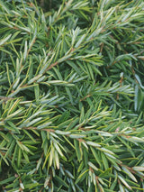 Artikelbild für Kissen-Hemlocktanne 'Nana' im Online-Shop der Bohlken Baumschulen