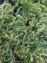 Artikelbild für Kissen-Hemlocktanne 'Nana' im Online-Shop der Bohlken Baumschulen