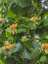 Bild von Tulpenbaum im Onlineshop von Bohlken Pflanzenversand GbR