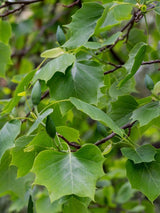 Bild von Tulpenbaum im Onlineshop von Bohlken Pflanzenversand GbR