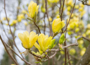 Bild von Tulpenmagnolie 'Yellow River' im Onlineshop von Bohlken Pflanzenversand GbR