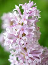 Bild von Ungarischer Flieder im Onlineshop von Bohlken Pflanzenversand GbR