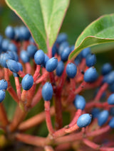 Artikelbild Immergrüner Kissenschneeball im Online-Shop der Bohlken Baumschulen