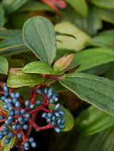 Artikelbild Immergrüner Kissenschneeball im Online-Shop der Bohlken Baumschulen
