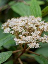 Artikelbild Immergrüner Kissenschneeball im Online-Shop der Bohlken Baumschulen