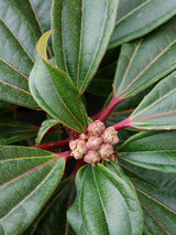 Artikelbild Immergrüner Kissenschneeball im Online-Shop der Bohlken Baumschulen