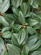 Artikelbild Immergrüner Kissenschneeball im Online-Shop der Bohlken Baumschulen