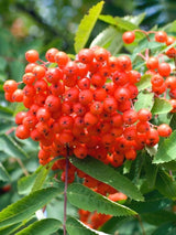 Bild von Vogelbeere, Eberesche im Onlineshop von Bohlken Pflanzenversand GbR
