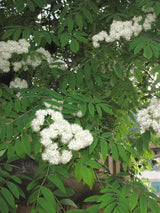 Bild von Vogelbeere, Eberesche im Onlineshop von Bohlken Pflanzenversand GbR