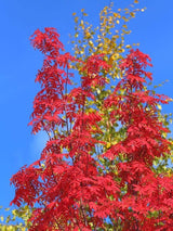 Bild von Vogelbeere, Eberesche im Onlineshop von Bohlken Pflanzenversand GbR