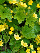 Bild von Waldsteinie, Dreiblatt, Golderdbeere im Onlineshop von Bohlken Pflanzenversand GbR