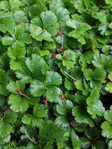 Bild von Waldsteinie, Dreiblatt, Golderdbeere im Onlineshop von Bohlken Pflanzenversand GbR