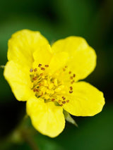 Bild von Waldsteinie, Dreiblatt, Golderdbeere im Onlineshop von Bohlken Pflanzenversand GbR