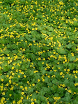 Bild von Waldsteinie, Dreiblatt, Golderdbeere im Onlineshop von Bohlken Pflanzenversand GbR