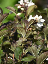 Bild von Weigelie 'Ebony and Ivory' ® im Onlineshop von Bohlken Pflanzenversand GbR