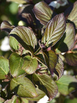 Bild von Weigelie 'Ebony and Ivory' ® im Onlineshop von Bohlken Pflanzenversand GbR