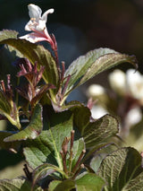 Bild von Weigelie 'Ebony and Ivory' ® im Onlineshop von Bohlken Pflanzenversand GbR