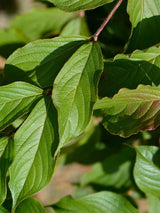 Bild von Weigelie 'Rumba' im Onlineshop von Bohlken Pflanzenversand GbR