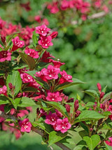 Bild von Weigelie 'Rumba' im Onlineshop von Bohlken Pflanzenversand GbR