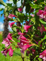 Bild von Weigelie 'Rumba' im Onlineshop von Bohlken Pflanzenversand GbR