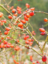 Bild von Wein-Rose, Zaun-Rose im Onlineshop von Bohlken Pflanzenversand GbR