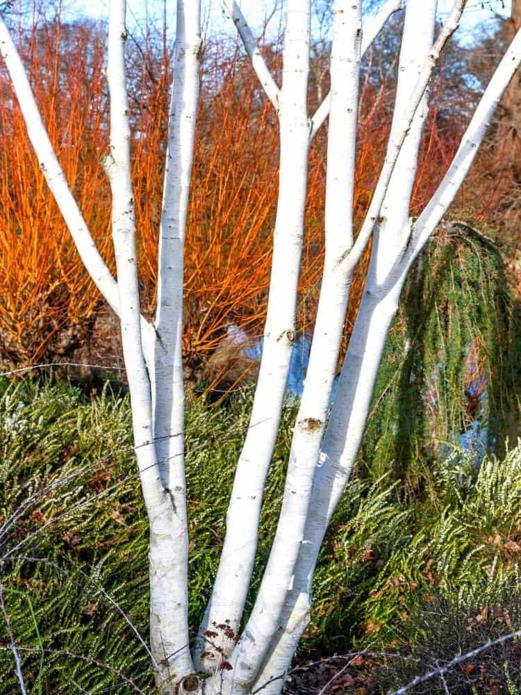 Jetzt Weißrindige HimalajaBirke 'Doorenbos' online kaufen bei Bohlken
