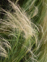 Bild von Zartes Garten-Federgras 'Ponytails' im Onlineshop von Bohlken Pflanzenversand GbR