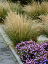 Bild von Zartes Garten-Federgras 'Ponytails' im Onlineshop von Bohlken Pflanzenversand GbR