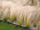 Bild von Zartes Garten-Federgras 'Ponytails' im Onlineshop von Bohlken Pflanzenversand GbR