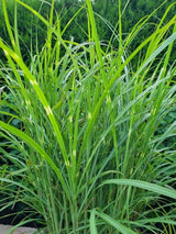 Bild von Zebra-Chinaschilf 'Zebrinus' im Onlineshop von Bohlken Pflanzenversand GbR