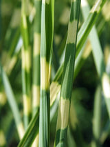 Bild von Zebra-Chinaschilf 'Zebrinus' im Onlineshop von Bohlken Pflanzenversand GbR