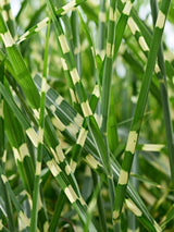 Bild von Zebra-Chinaschilf 'Zebrinus' im Onlineshop von Bohlken Pflanzenversand GbR