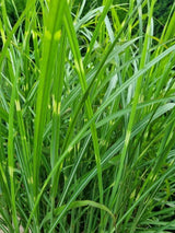 Bild von Zebra-Chinaschilf 'Zebrinus' im Onlineshop von Bohlken Pflanzenversand GbR