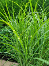 Bild von Zebra-Chinaschilf 'Zebrinus' im Onlineshop von Bohlken Pflanzenversand GbR