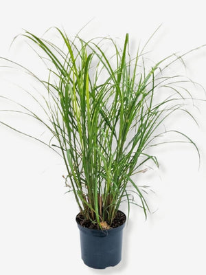 Bild von Zebra-Chinaschilf 'Zebrinus' im Onlineshop von Bohlken Pflanzenversand GbR