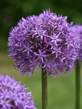 Bild von Zierlauch 'Globemaster' im Onlineshop von Bohlken Pflanzenversand GbR