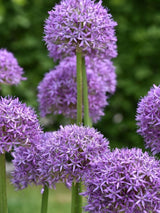 Bild von Zierlauch 'Globemaster' im Onlineshop von Bohlken Pflanzenversand GbR