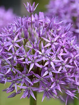 Bild von Zierlauch 'Globemaster' im Onlineshop von Bohlken Pflanzenversand GbR