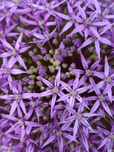 Bild von Zierlauch 'Globemaster' im Onlineshop von Bohlken Pflanzenversand GbR