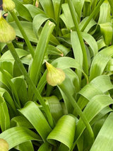 Bild von Zierlauch 'Globemaster' im Onlineshop von Bohlken Pflanzenversand GbR