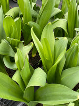Allium giganteum 'Mont Blanc', Zierlauch 'Mont Blanc' im Onlineshop der Bohlken Baumschulen