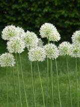 Bild von Zierlauch 'Mount Everest' im Onlineshop von Bohlken Pflanzenversand GbR