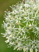 Bild von Zierlauch 'Mount Everest' im Onlineshop von Bohlken Pflanzenversand GbR