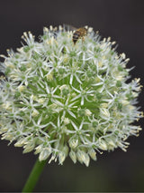 Bild von Zierlauch 'Mount Everest' im Onlineshop von Bohlken Pflanzenversand GbR