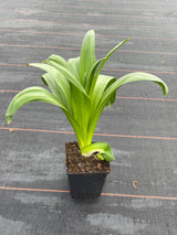 Bild von Zierlauch 'Pinball Wizard' im Onlineshop von Bohlken Pflanzenversand GbR